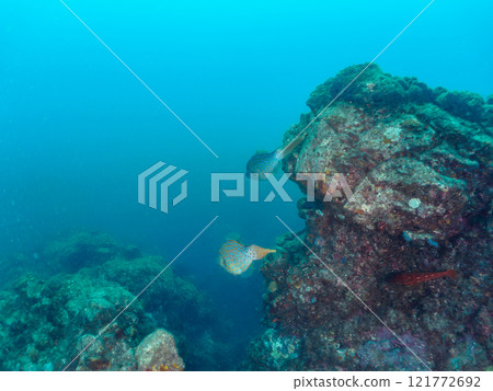The poisonous but beautiful filefish (family: Filefish) and others. Nakagi Hirizo Beach, Minamiizu-cho, Kamo-gun, Izu Peninsula, Shizuoka Prefecture, 2024 The poisonous but beautiful filefish (family: Filefish) and others. Nakagi Hirizo Beach, Minamiizu-cho, Kamo-gun, Izu Peninsula, Shizuoka Prefecture, 2024 121772692