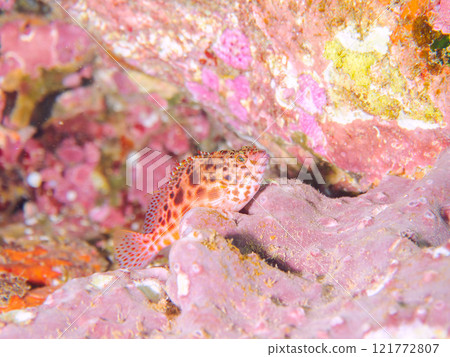 Beautiful table coral and cute juveniles of the small hawkfish (family Hawkfish). Nakagi Hirizo Beach, Minamiizu-cho, Kamo-gun, Izu Peninsula, Shizuoka Prefecture Beautiful table coral and cute juveniles of the small hawkfish (family Hawkfish). Nakagi Hirizo Beach, Minamiizu-cho, Kamo-gun, Izu Peninsula, Shizuoka Prefecture 121772807
