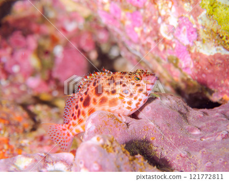 Beautiful table coral and cute juveniles of the small hawkfish (family Hawkfish). Nakagi Hirizo Beach, Minamiizu-cho, Kamo-gun, Izu Peninsula, Shizuoka Prefecture 121772811