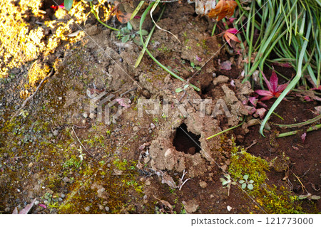 The path of moles 121773000