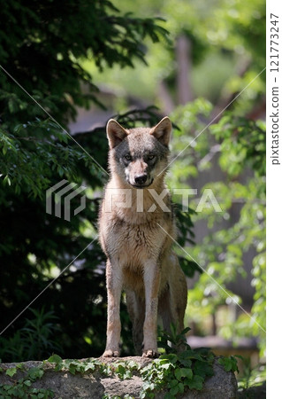 Timber wolf standing and looking at the camera Timber wolf standing and looking at the camera 121773247