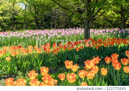 盛開在鬱金香領域的五顏六色的鬱金香 121773265