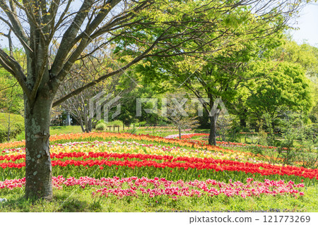 有鬱金香的一個公園 有鬱金香的一個公園 121773269