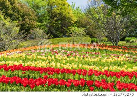 有鬱金香的一個公園 121773270