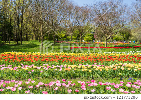 有鬱金香的一個公園 121773290