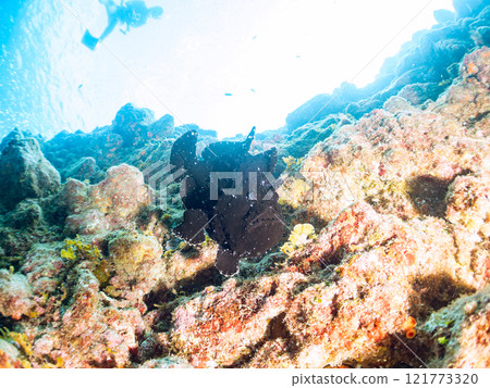 A giant frogfish hunts by waving its esca to attract fish. Nakagi Hirizo Beach, Minamiizu Town, Kamo District, Izu Peninsula A giant frogfish hunts by waving its esca to attract fish. Nakagi Hirizo Beach, Minamiizu Town, Kamo District, Izu Peninsula 121773320
