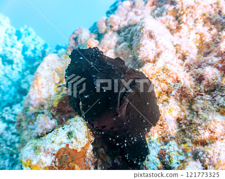 一種巨大的安康魚,透過揮動角來吸引和捕食魚類。 伊豆半島加茂郡南伊豆町中木広濱 一種巨大的安康魚,透過揮動角來吸引和捕食魚類。 伊豆半島加茂郡南伊豆町中木広濱 121773325