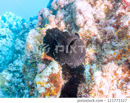 A giant frogfish hunts by waving its esca to attract fish. Nakagi Hirizo Beach, Minamiizu Town, Kamo District, Izu Peninsula 121773327