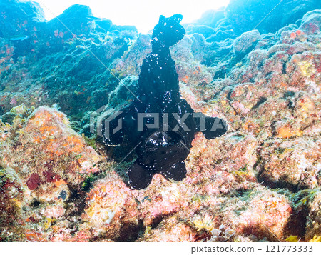 A giant frogfish hunts by waving its esca to attract fish. Nakagi Hirizo Beach, Minamiizu Town, Kamo District, Izu Peninsula 121773333
