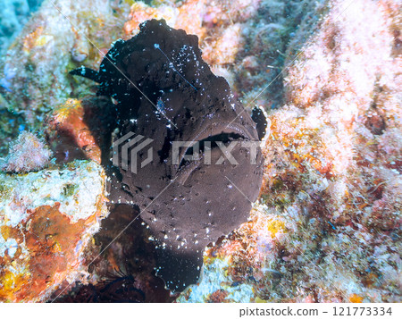 一種巨大的安康魚，透過揮動角來吸引和捕食魚類。 伊豆半島加茂郡南伊豆町中木広濱 121773334