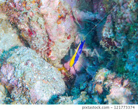 美麗的年輕雀鯛（Dameidae）。 靜岡縣伊豆半島加茂郡南伊豆町中木広濱2024 121773374