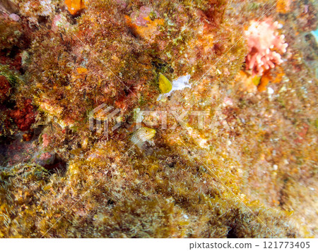 A beautiful juvenile moray eel (family Moray eel). Nakagi Hirizo Beach, Minamiizu-cho, Kamo-gun, Izu Peninsula, Shizuoka Prefecture, 2024 121773405