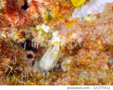 A beautiful juvenile moray eel (family Moray eel). Nakagi Hirizo Beach, Minamiizu-cho, Kamo-gun, Izu Peninsula, Shizuoka Prefecture, 2024 121773412