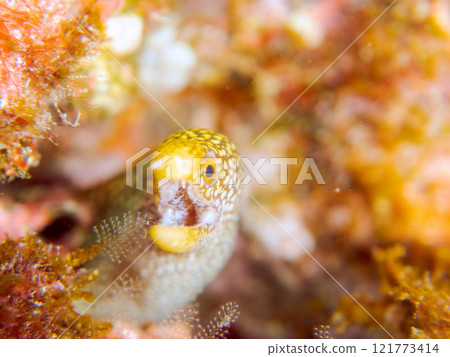 A beautiful juvenile moray eel (family Moray eel). Nakagi Hirizo Beach, Minamiizu-cho, Kamo-gun, Izu Peninsula, Shizuoka Prefecture, 2024 A beautiful juvenile moray eel (family Moray eel). Nakagi Hirizo Beach, Minamiizu-cho, Kamo-gun, Izu Peninsula, Shizuoka Prefecture, 2024 121773414