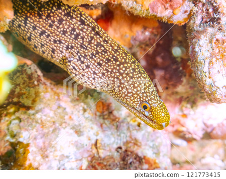 A beautiful juvenile moray eel (family Moray eel). Nakagi Hirizo Beach, Minamiizu-cho, Kamo-gun, Izu Peninsula, Shizuoka Prefecture, 2024 121773415