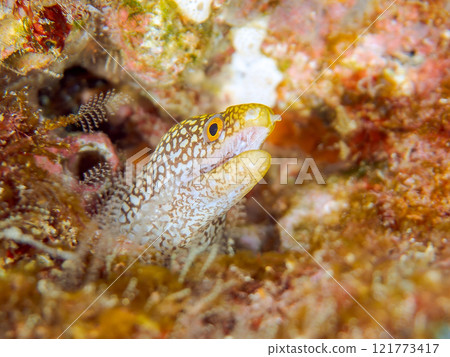 A beautiful juvenile moray eel (family Moray eel). Nakagi Hirizo Beach, Minamiizu-cho, Kamo-gun, Izu Peninsula, Shizuoka Prefecture, 2024 121773417