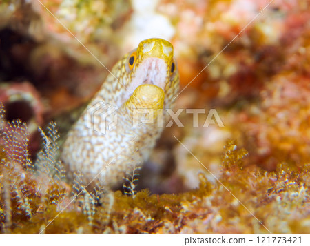 A beautiful juvenile moray eel (family Moray eel). Nakagi Hirizo Beach, Minamiizu-cho, Kamo-gun, Izu Peninsula, Shizuoka Prefecture, 2024 121773421