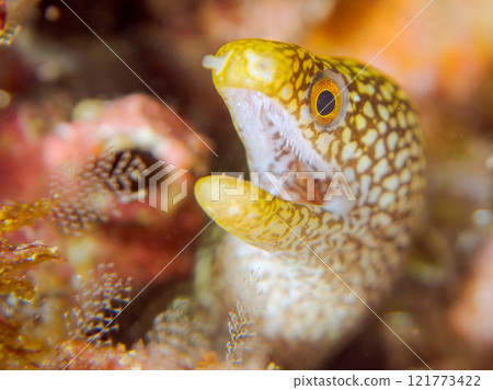 A beautiful juvenile moray eel (family Moray eel). Nakagi Hirizo Beach, Minamiizu-cho, Kamo-gun, Izu Peninsula, Shizuoka Prefecture, 2024 121773422