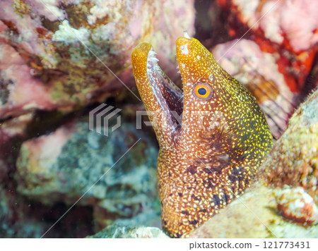 美麗的海鰻（海鰻科）。 靜岡縣伊豆半島加茂郡南伊豆町中木広濱2024 121773431