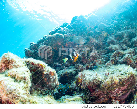 Cute clownfish (subfamily Amphiprioninae) juveniles in a beautiful sea anemone field. Nakagi Hirizo Beach, Minamiizu-cho, Kamo-gun, Izu Peninsula 121773499