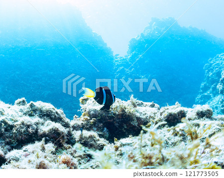 Cute clownfish (subfamily Amphiprioninae) juveniles in a beautiful sea anemone field. Nakagi Hirizo Beach, Minamiizu-cho, Kamo-gun, Izu Peninsula 121773505