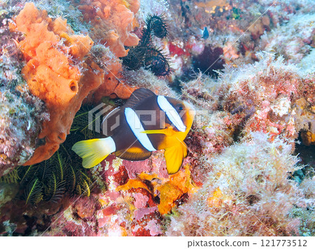 Cute clownfish (subfamily Amphiprioninae) juveniles in a beautiful sea anemone field. Nakagi Hirizo Beach, Minamiizu-cho, Kamo-gun, Izu Peninsula 121773512