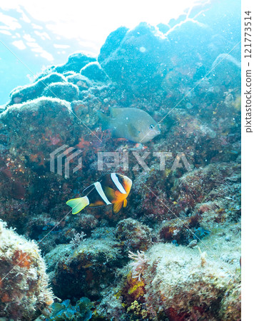 Cute clownfish (subfamily Amphiprioninae) juveniles in a beautiful sea anemone field. Nakagi Hirizo Beach, Minamiizu-cho, Kamo-gun, Izu Peninsula 121773514