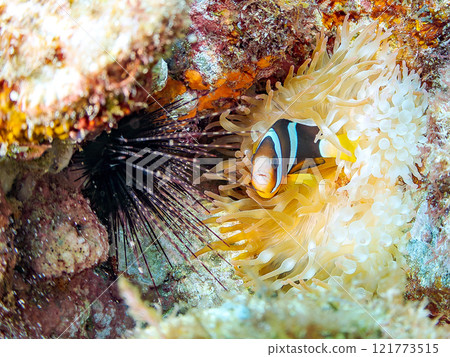 Cute clownfish (subfamily Amphiprioninae) juveniles in a beautiful sea anemone field. Nakagi Hirizo Beach, Minamiizu-cho, Kamo-gun, Izu Peninsula 121773515