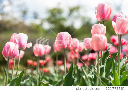 Pink tulips of the "Angelique" variety blooming against a blurred sky and lush greenery background, creating a serene and vibrant floral scene perfect for postcards or designs with copy space 121773561