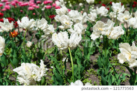 A spring flower bed with blooming white parrot tulips surrounded by green foliage and colorful tulips in the background under bright sunlight 121773563