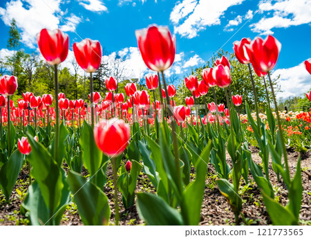 Bright red tulips blooming in a garden under a vibrant blue sky with fluffy white clouds, creating a cheerful spring atmosphere 121773565