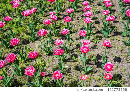 Bright pink tulips blooming in a garden during spring, symbolizing renewal and the beginning of the season. Perfect for greeting cards or spring-themed designs 121773566