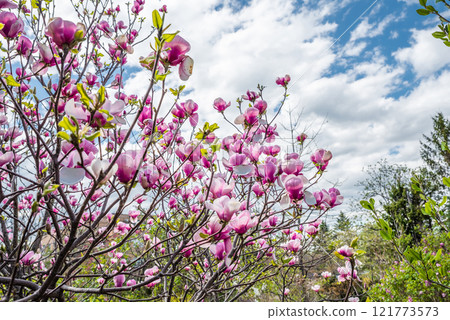 Pink saucer magnolias blooming under a bright blue spring sky, surrounded by fresh greenery. Photographed in Primorsky Krai, Russian Far East Pink saucer magnolias blooming under a bright blue spring sky, surrounded by fresh greenery. Photographed in Primorsky Krai, Russian Far East 121773573