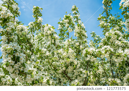 Flowering apple tree branches with fragrant white blossoms against a bright blue spring sky. Perfect as a nature background or postcard with copy space Flowering apple tree branches with fragrant white blossoms against a bright blue spring sky. Perfect as a nature background or postcard with copy space 121773575