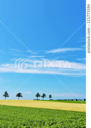 Hokkaido blue sky fairy tale hill 121773584