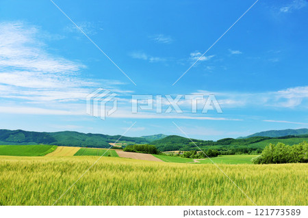 北海道夏天藍天和麥田風景 121773589