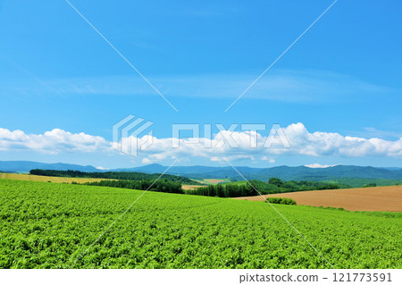 北海道夏天藍天和Biei風景 121773591