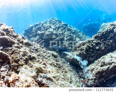 又大又漂亮的鸚嘴魚（鸚嘴魚科）等。 靜岡縣伊豆半島加茂郡南伊豆町中木広濱2024 121773635