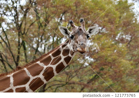 Giraffe looking back at the camera Giraffe looking back at the camera 121773765