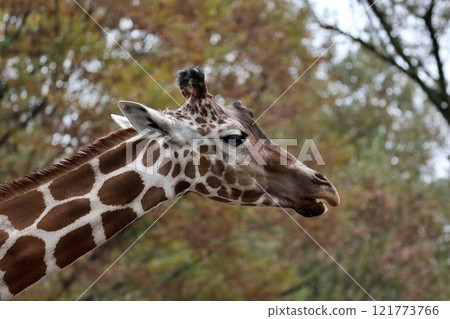 秋季色彩背景的長頸鹿輪廓特寫 秋季色彩背景的長頸鹿輪廓特寫 121773766