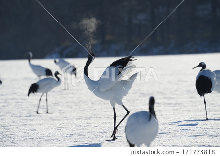 White-bellied crane in winter - White-bellied crane in winter 121773818