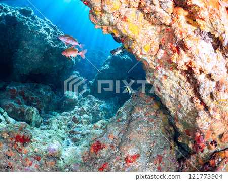 Beautiful schools of moorish idols, goatfish, butterflyfish and other fish. Nakagi Hirizo Beach, Minamiizu-cho, Kamo-gun, Izu Peninsula, Shizuoka Prefecture 121773904