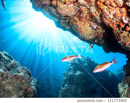 一群美麗的摩爾蜥蜴、李子、蝴蝶魚等。 靜岡縣伊豆半島加茂郡南伊豆町中木埼浜 121773905