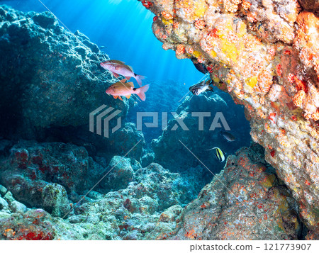 一群美麗的摩爾蜥蜴、李子、蝴蝶魚等。 靜岡縣伊豆半島加茂郡南伊豆町中木埼浜 121773907