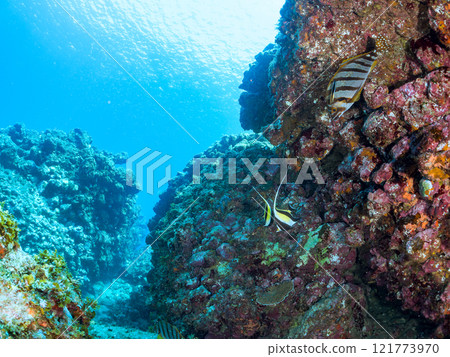 A small group of beautiful horned idols (family Moorhoidae). Nakagi Hirizo Beach, Minamiizu-cho, Kamo-gun, Izu Peninsula, Shizuoka Prefecture, 2024 121773970