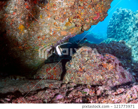A small group of beautiful horned idols (family Moorhoidae). Nakagi Hirizo Beach, Minamiizu-cho, Kamo-gun, Izu Peninsula, Shizuoka Prefecture, 2024 121773971