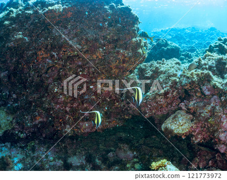A small group of beautiful horned idols (family Moorhoidae). Nakagi Hirizo Beach, Minamiizu-cho, Kamo-gun, Izu Peninsula, Shizuoka Prefecture, 2024 121773972