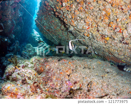 一小群美麗的摩爾人(Eurinidae)。靜岡縣伊豆半島加茂郡南伊豆町中木広濱2024 一小群美麗的摩爾人(Eurinidae)。靜岡縣伊豆半島加茂郡南伊豆町中木広濱2024 121773975