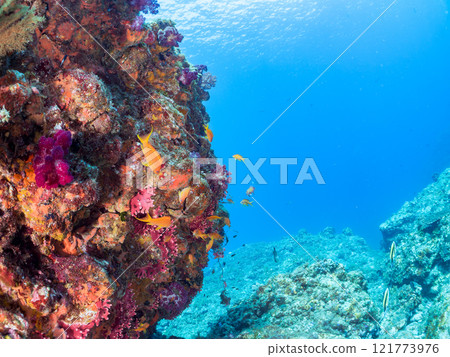 A small group of beautiful horned idols (family Moorhoidae). Nakagi Hirizo Beach, Minamiizu-cho, Kamo-gun, Izu Peninsula, Shizuoka Prefecture, 2024 A small group of beautiful horned idols (family Moorhoidae). Nakagi Hirizo Beach, Minamiizu-cho, Kamo-gun, Izu Peninsula, Shizuoka Prefecture, 2024 121773976