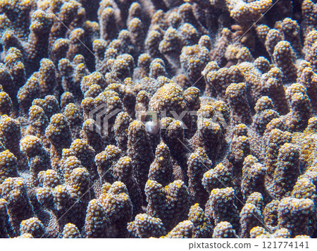 Beautiful table coral and juvenile starfish (family Hawkfish). Nakagi Hirizo Beach, Minamiizu-cho, Kamo-gun, Izu Peninsula, Shizuoka Prefecture 121774141